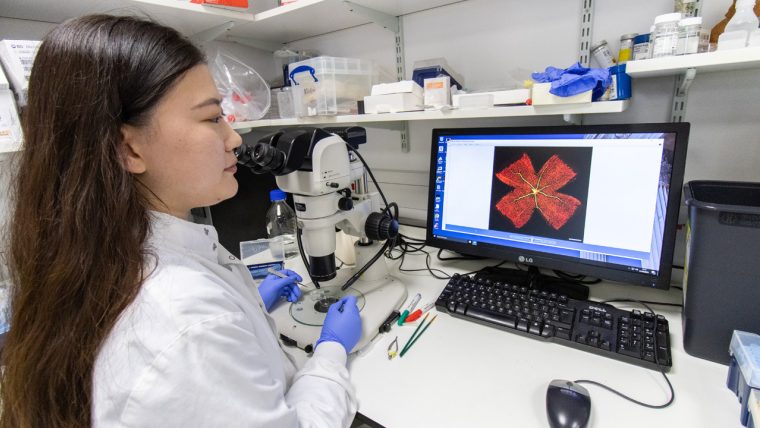 Mengmeng Dong looking into a microscope